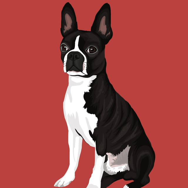 Custom Detailed Illustrated Portrait