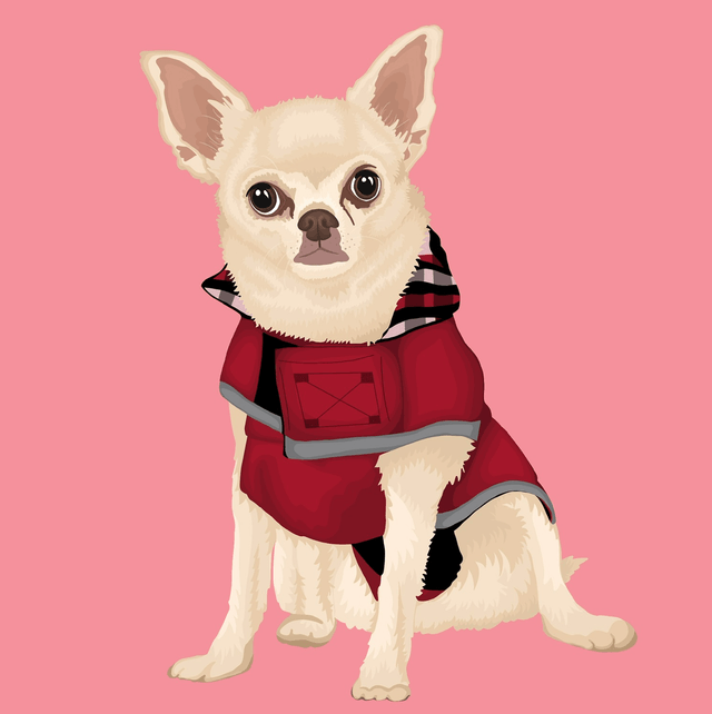Custom Detailed Illustrated Pet Portrait