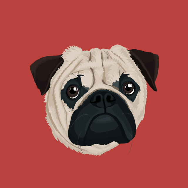 Custom Detailed Illustrated Pet Portrait