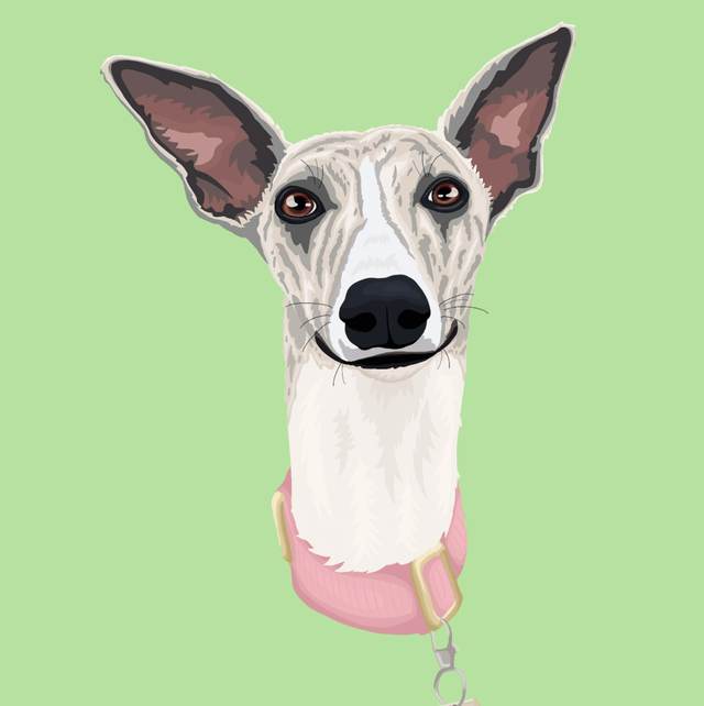 Custom Detailed Illustrated Pet Portrait