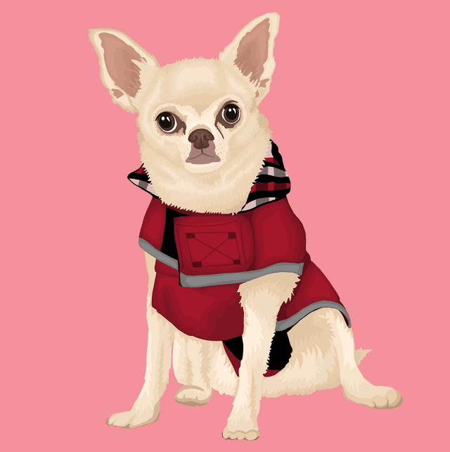 Custom Detailed Illustrated Pet Portrait
